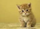 Hình đại diện của thành viên