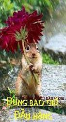 Hình đại diện của thành viên