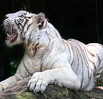 Hình đại diện của thành viên