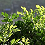 Hình đại diện của thành viên