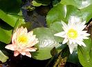 Hình đại diện của thành viên