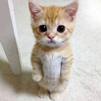 Hình đại diện của thành viên