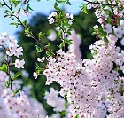 Hình đại diện của thành viên