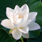 Hình đại diện của thành viên