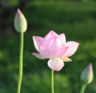 Hình đại diện của thành viên