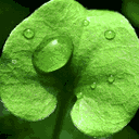 Hình đại diện của thành viên