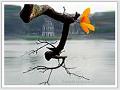 Hình đại diện của thành viên