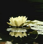 Hình đại diện của thành viên