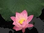 Hình đại diện của thành viên