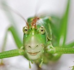 Hình đại diện của thành viên