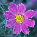 Hình đại diện của thành viên