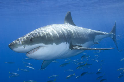 great-white-shark_fs.jpg