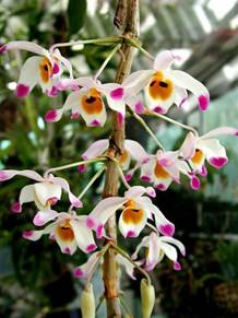 Dendrobium wardianum