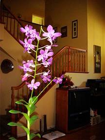 Dendrobium Lee chong blue