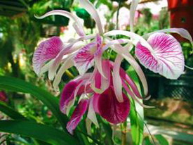 Blc Morning glory