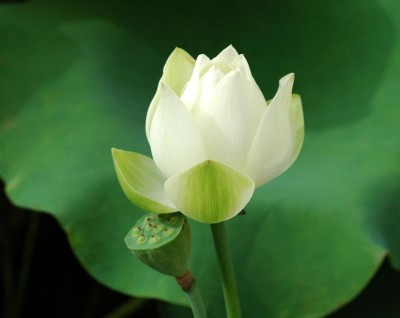 sentrang.jpg
