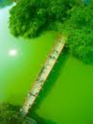 Cầu đã được uốn thẳng