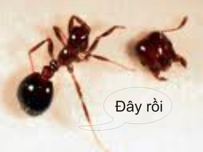 đầu đây