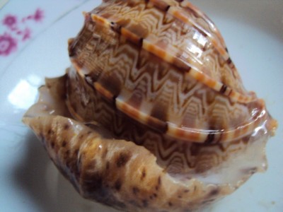 Ốc Khế
