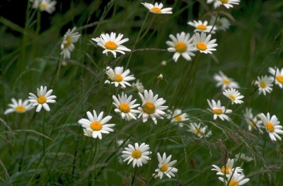 Flower_Screensaver-592.jpg