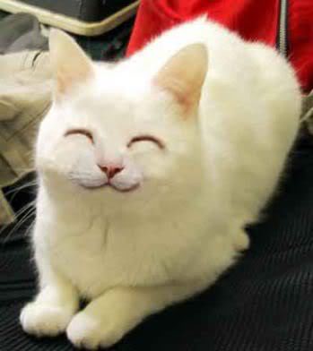 cat_smile.jpg