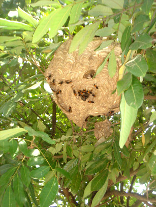 images823702_ong.jpg