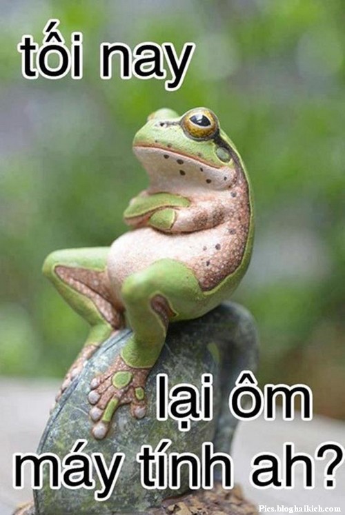 Xa-Stress-voi-hinh-anh-dong-vat-vui_06.jpg