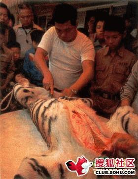 Xẽ da cọp.jpg