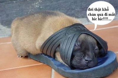so cuite.jpg
