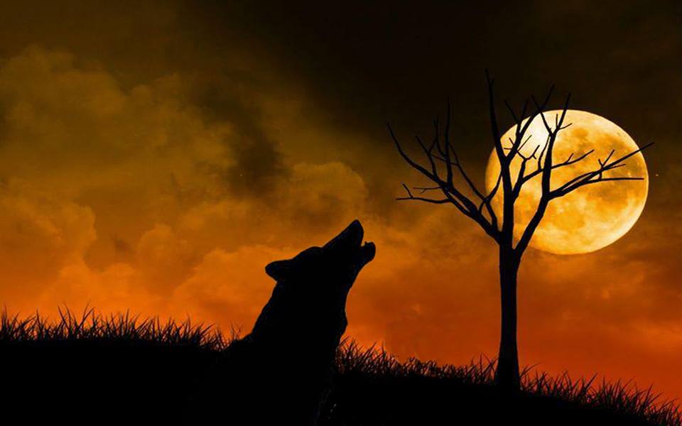 Qua bao nhiêu cơn đau không cúi đầu, Qua bao nhiêu lao đao luôn ngẩn cao.<br /><br />Đi lang thang trong đêm, Hoang vu nơi chân mây, sói thét gào. Xua tan bao cô đơn nơi đỉnh cao