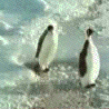 penguin cánh cụt à.gif