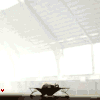 avatar_13691voi bật cao.gif