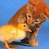 NGOAN NHA!!!.gif