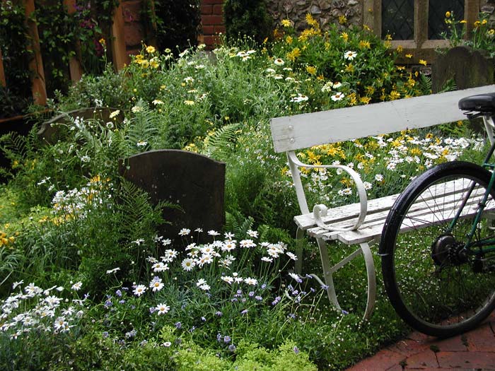 daisy-garden.jpg