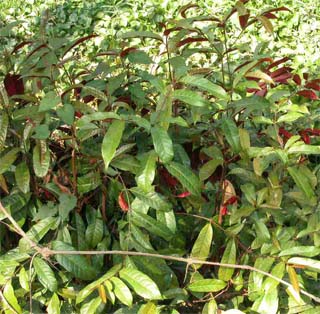 Đơn mặt quỷ hay Đơn mặt trời