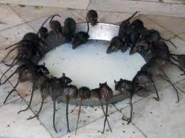 Chuột, cả bầy luôn