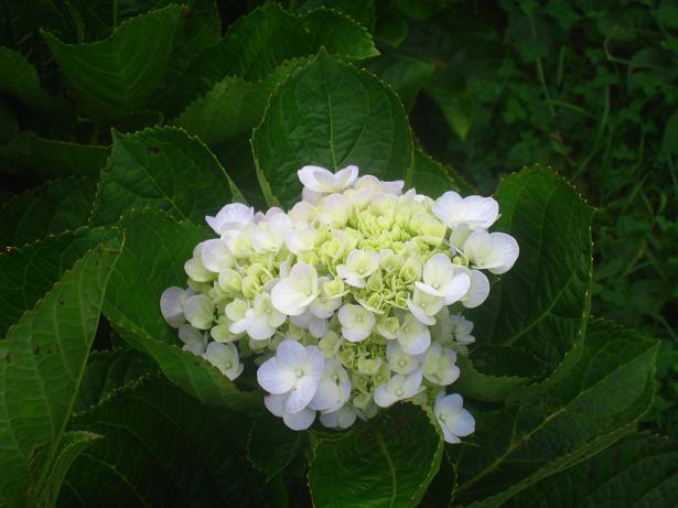 Các loại hoa