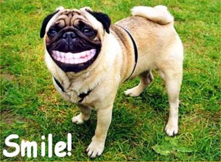 vtc_113903_funny-dog-pictures-19.jpg