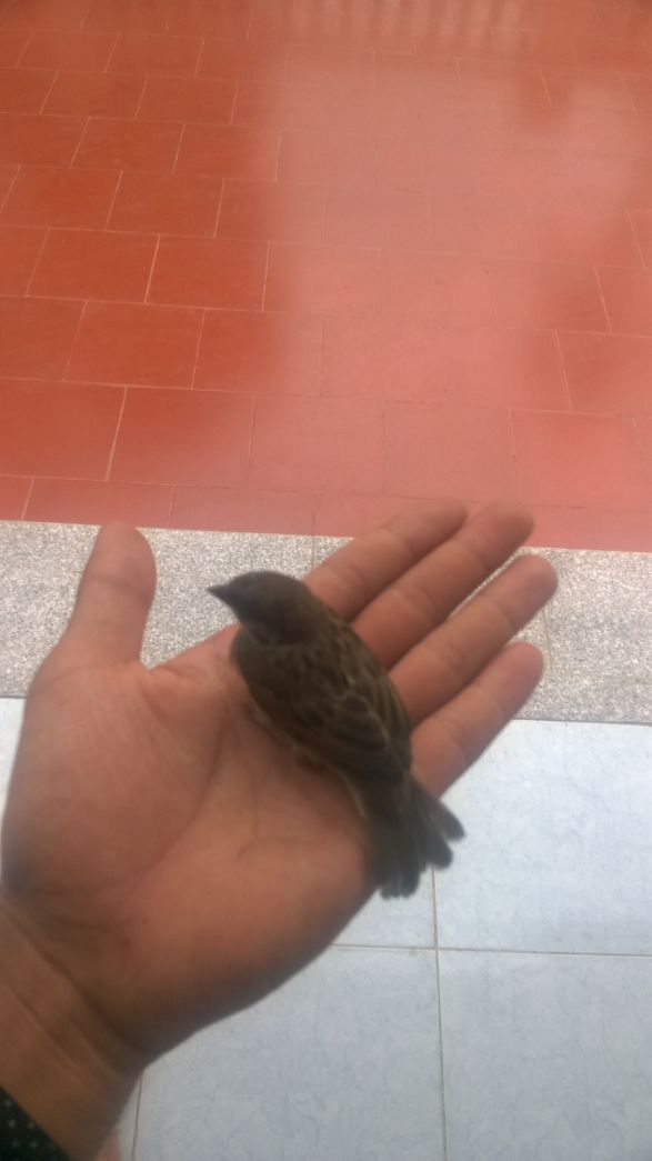 Chú sẻ nhỏ đây ạ  , hoan hỉ và buổi chiều vui vẻ .                .