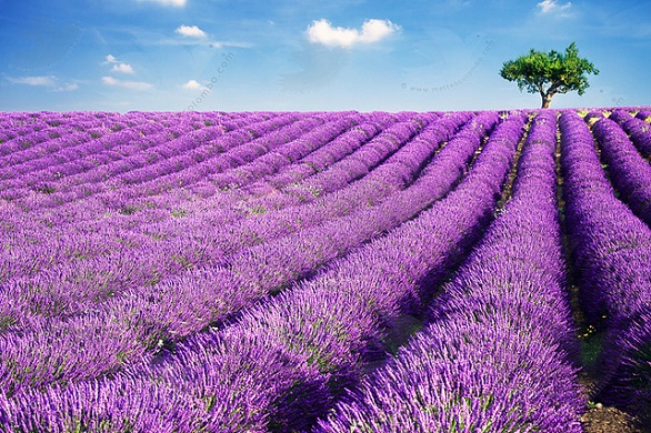 provence-lavender.jpg