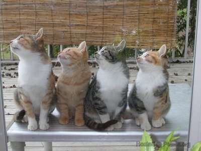 animals_queue_5.jpg