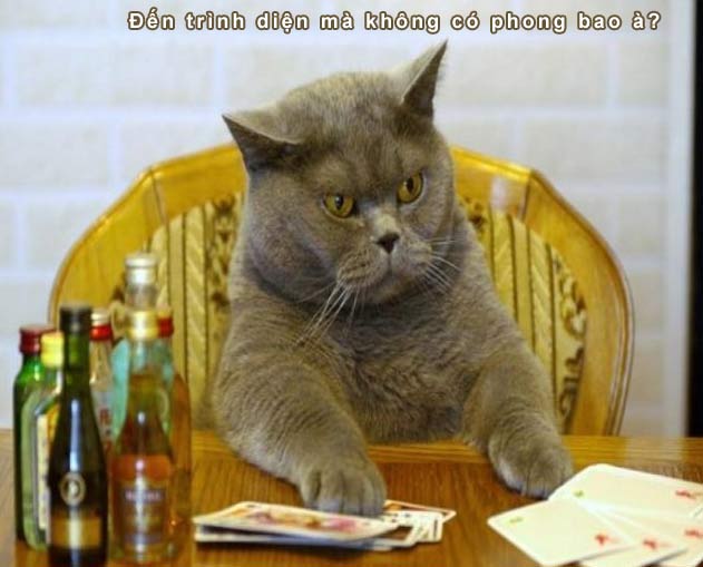 The ultimate cat