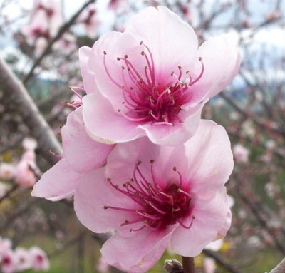 717px-Peach_flowers.jpg