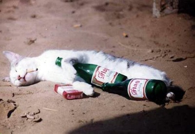bad-cat-smoke-and-drunk_sEfFo_r.jpg
