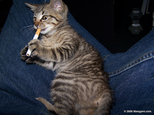 cat_smoking_02.jpg