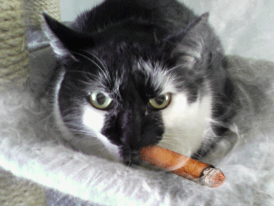 catsmoke.png