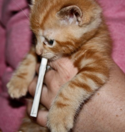 cat-smoking.jpg
