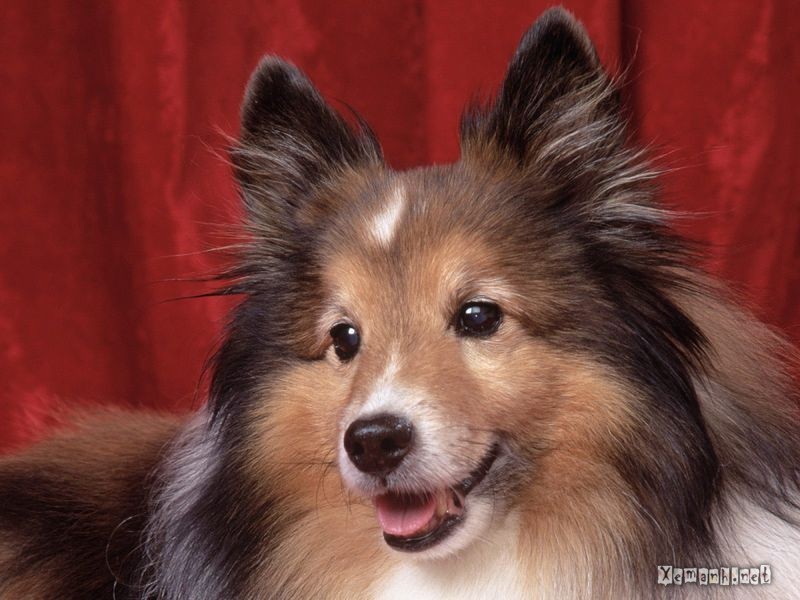 Dogs_73.jpg