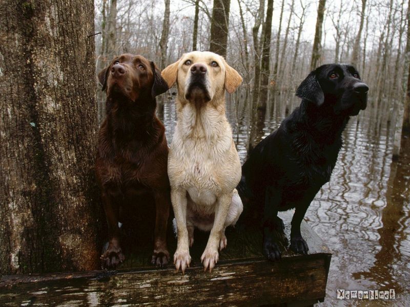Dogs_77.jpg