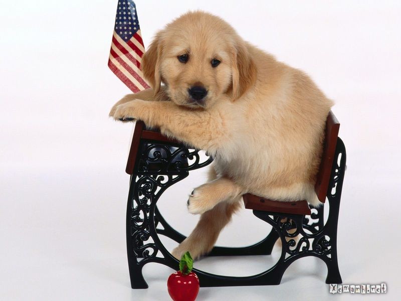 Dogs_81.jpg